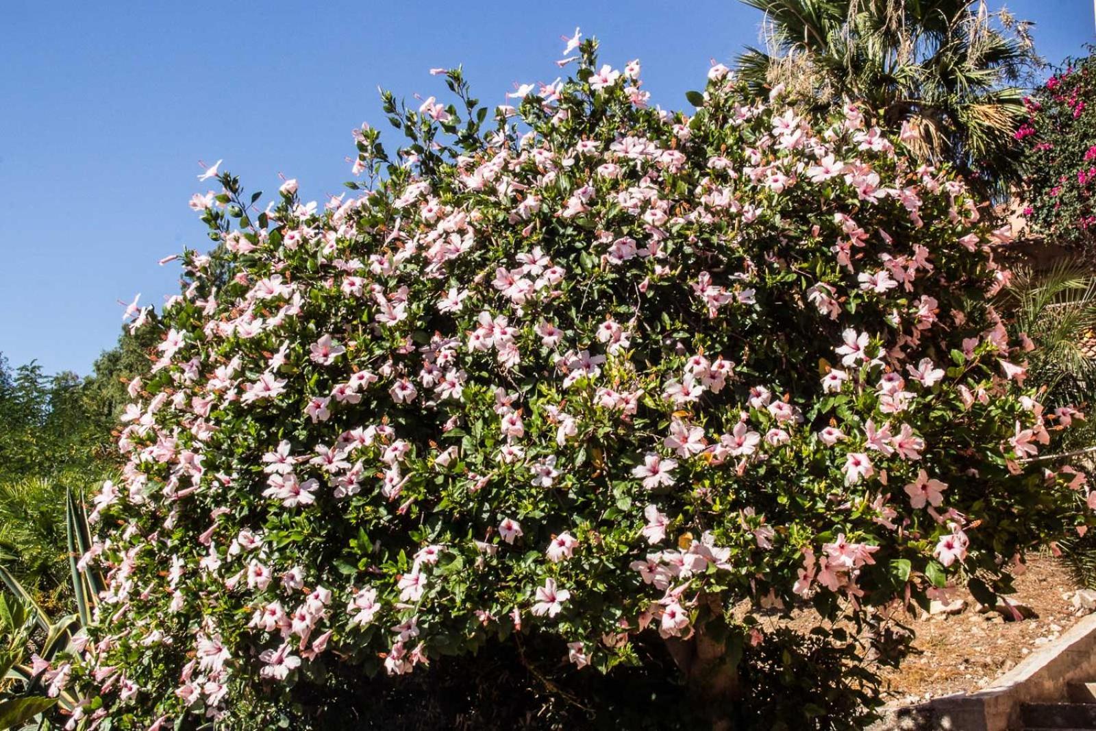 Villa Hibiscus Scopello Scopello  Dış mekan fotoğraf